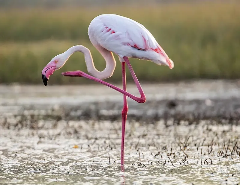 Greater Flamingo
