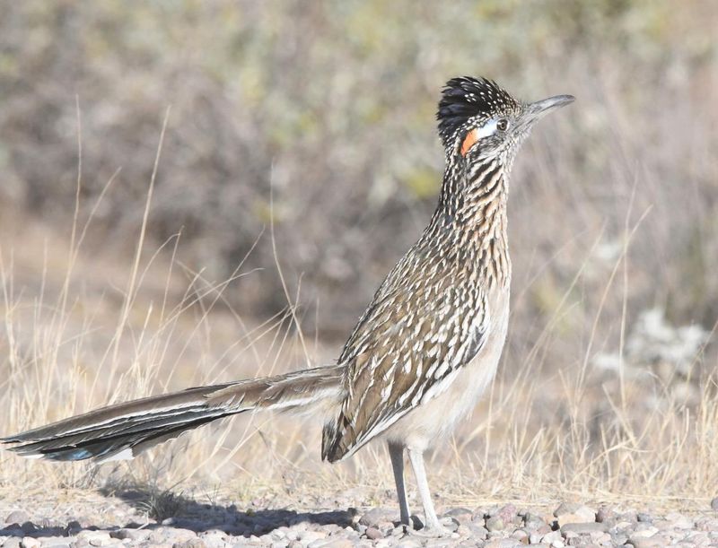 Greater Roadrunners – The Real Speed Demons
