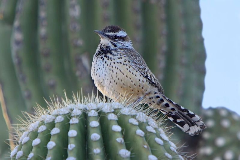 Birds And Cacti Have A Symbiotic Relationship
