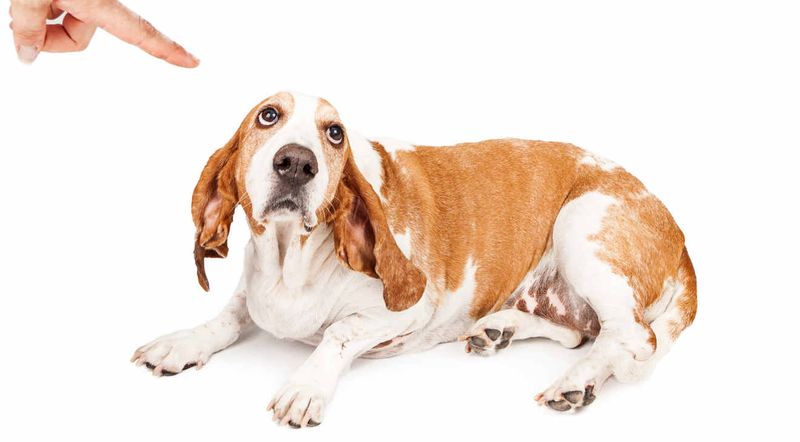 Punishment-Based Housetraining Backfires