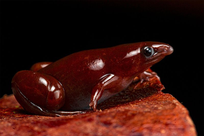 Scientists Helped Identify New Finds
