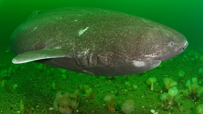 Often Found At Depths Below 2,000 Feet