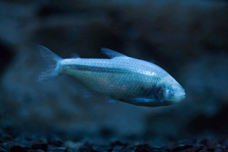 Blind Deep-Sea Fish