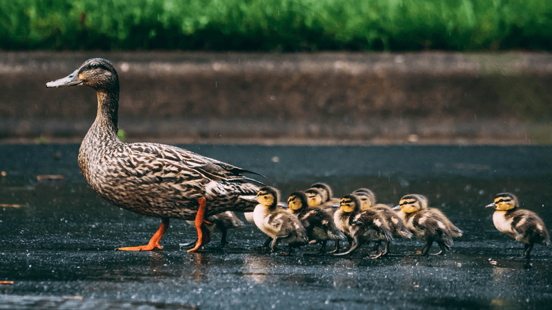 Imprinting From Birth