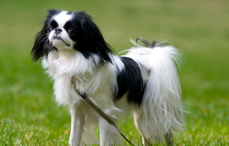 Japanese Chin