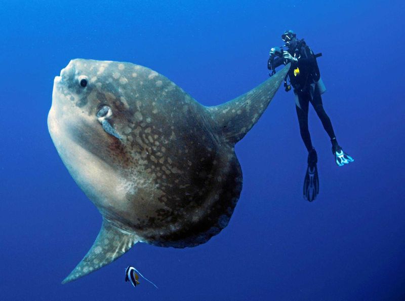 Gentle Giants Despite Their Size