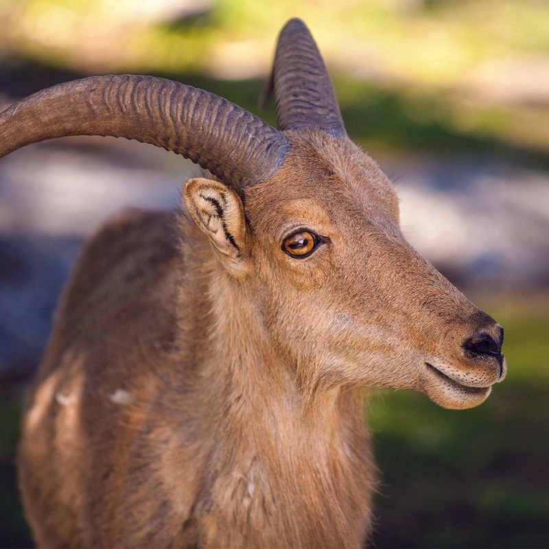 Also Known As Aoudad