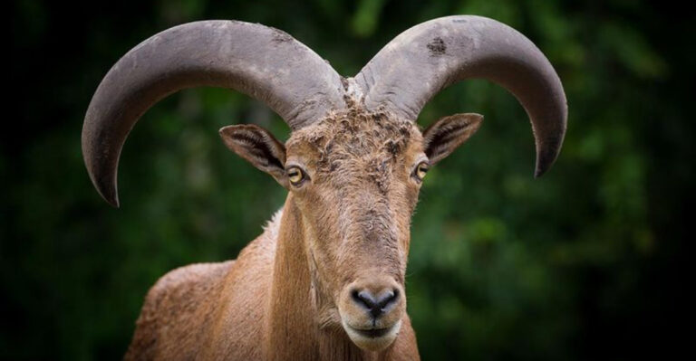 Have You Ever Heard Of Barbary Sheep?