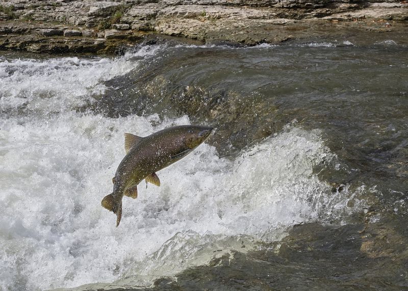Idaho – Chinook Salmon