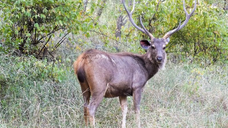 Texas Hill Country Ranches
