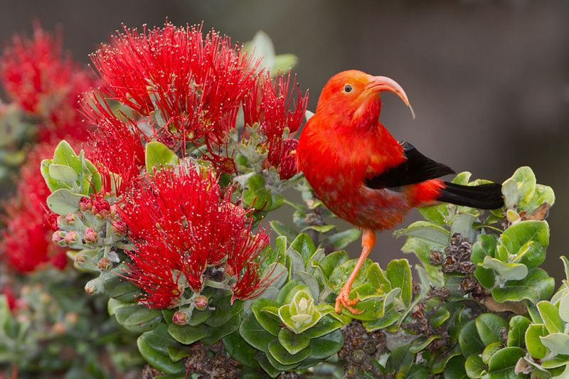 The Threat Of Avian Malaria To Hawaii's Native Bird Species