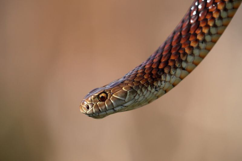 Rhode Island: Small State, Smaller Snake Population