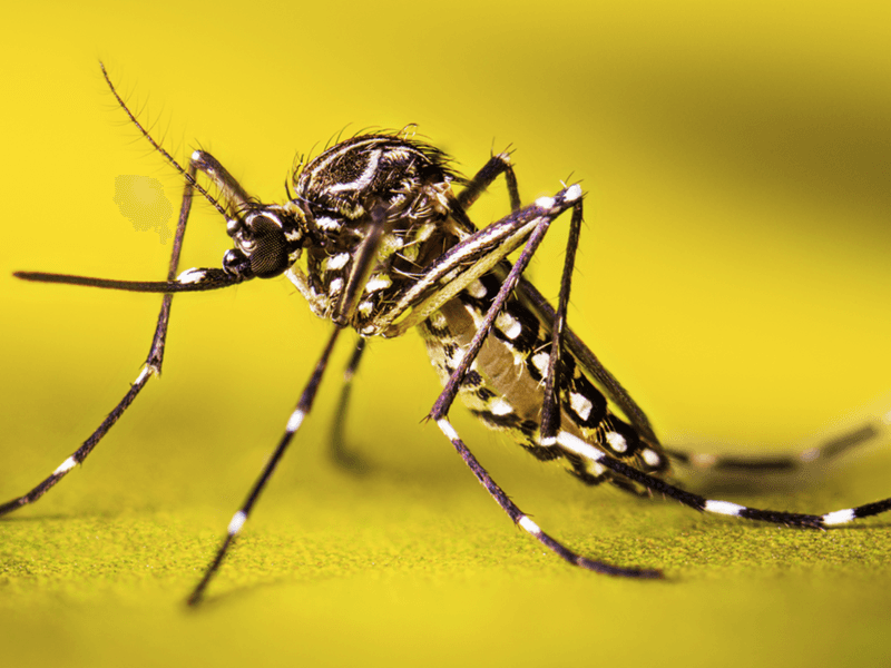 How Non-Native Mosquitoes Became A Major Danger For Hawaiian Birds