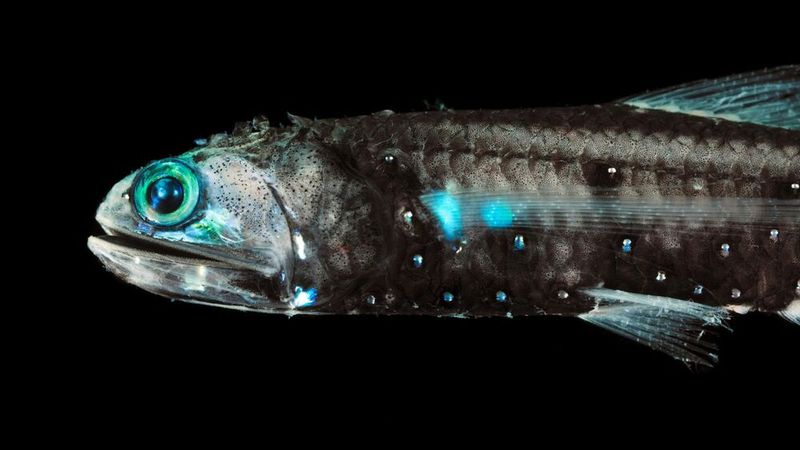 Lanternfish – The Middle Ocean's Living Lights