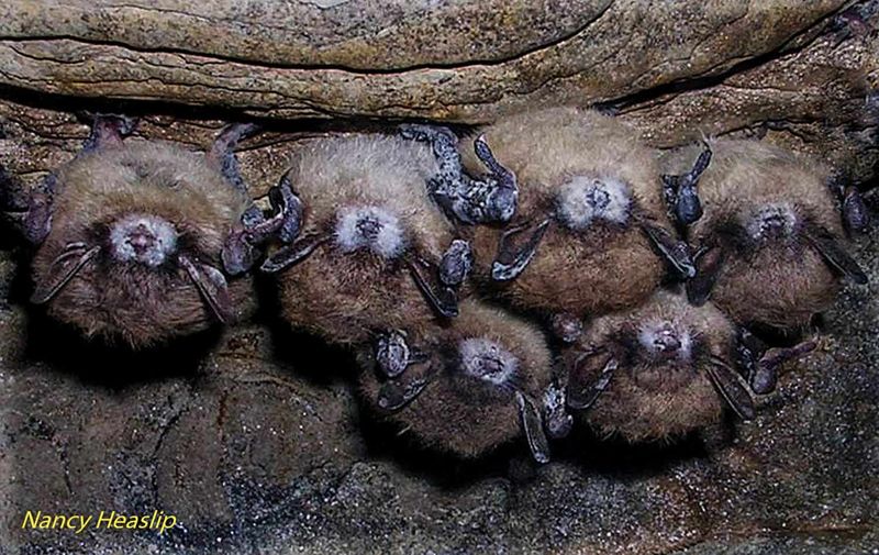 Indiana Bats Face Invisible Enemy