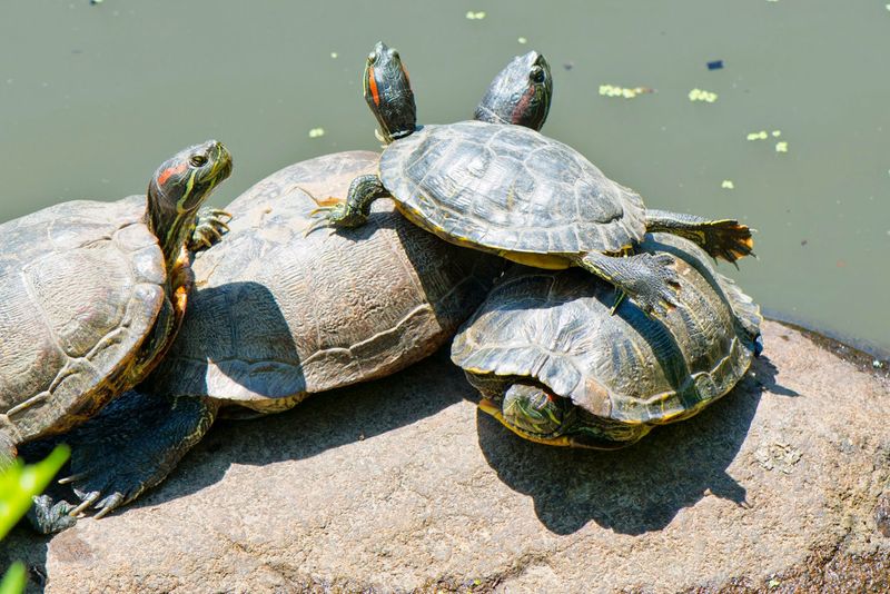 Turtles Inhabit Forgotten Fountains