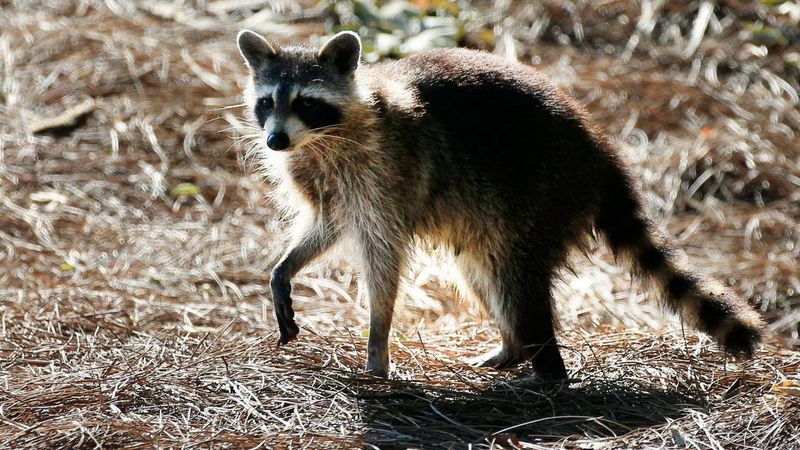 Raccoons: Masked Aggressors