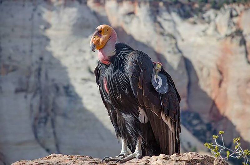 California Condor Soars Back From The Edge