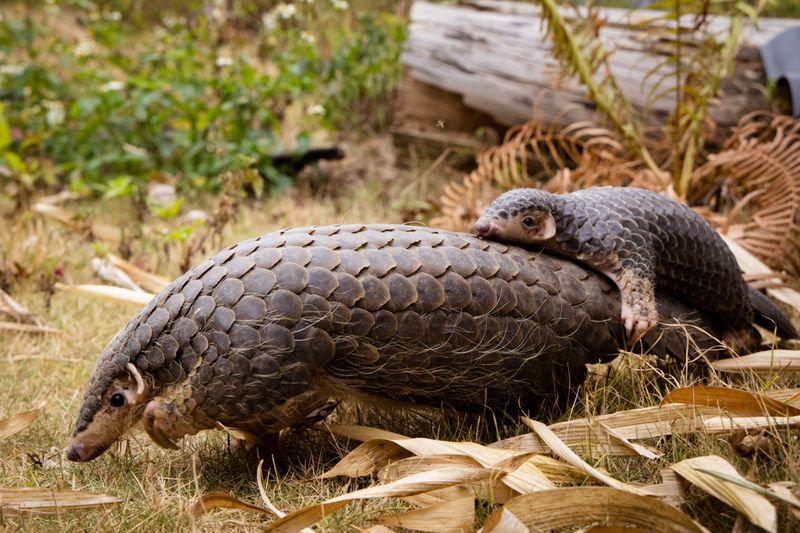 Pangolin