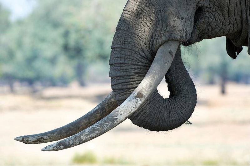 Tusks
