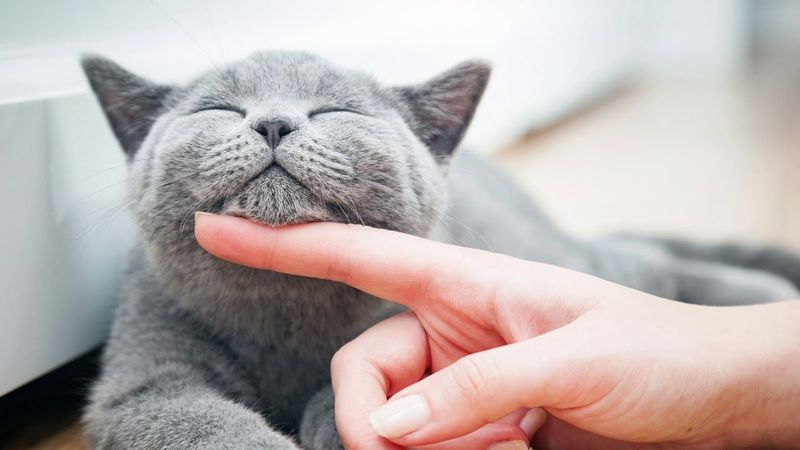 Purrs Loudly In Your Presence