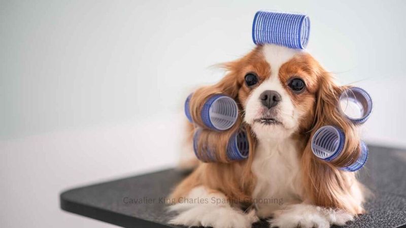 Grooming Commitment Is Moderate