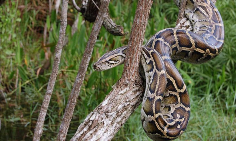 Record-Breaking Snake Ages