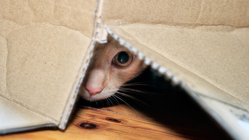Shy Personalities Stay Hidden