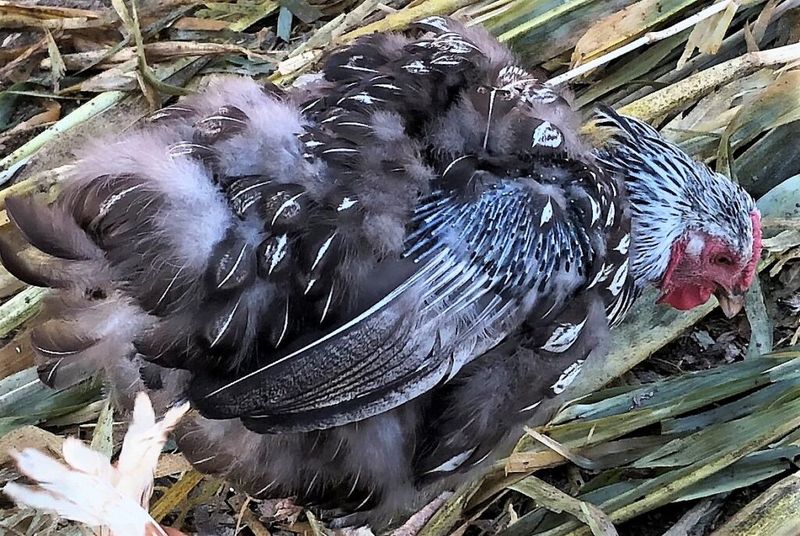 Seasonal Egg Production Fluctuates