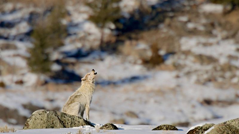 Cultural Learning Among Wolf Packs Documented Through Sound