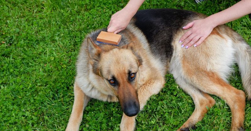 Grooming Needs