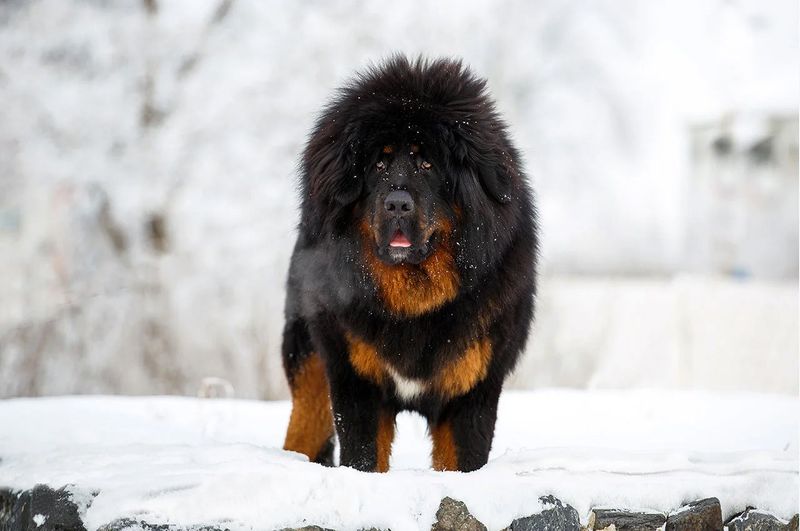 The Fearless Mountain Guardian