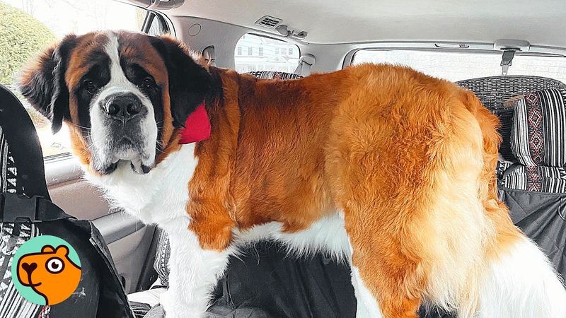 Gentle Souls: Saint Bernards