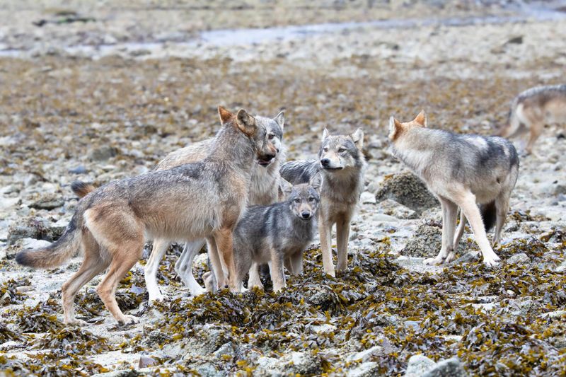 Rainforest Giant: Northwestern Wolf
