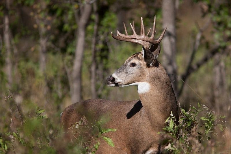 MYTH: Deer Only Eat Plants And Vegetables