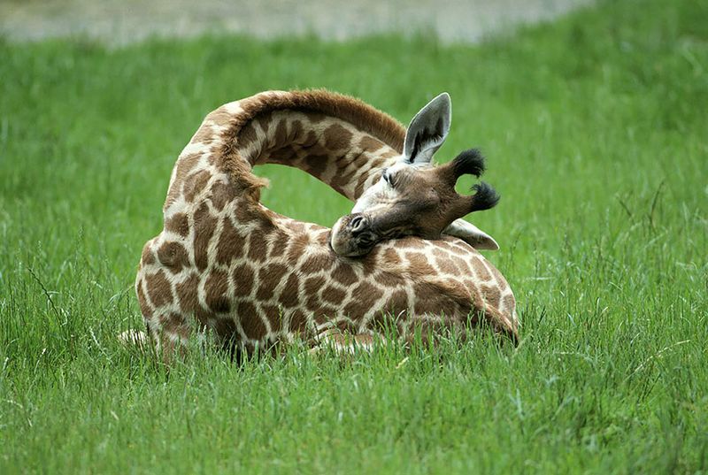 Bizarre Sleep Patterns