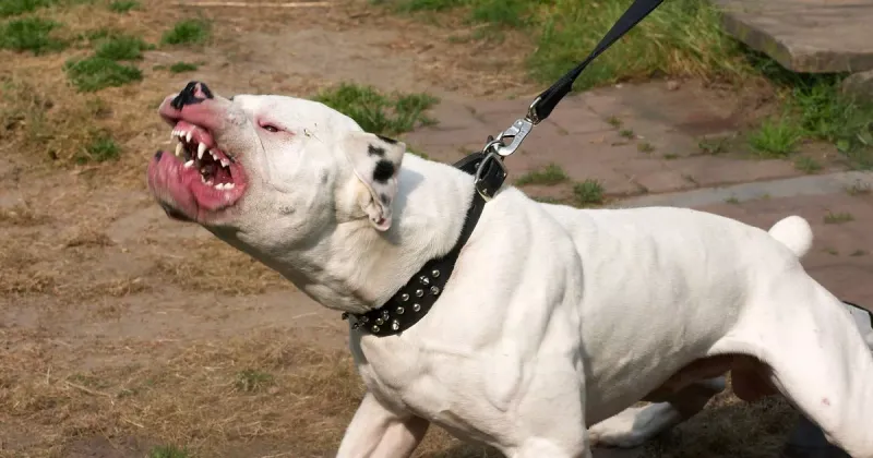 MYTH: American Bulldogs Are Naturally Aggressive