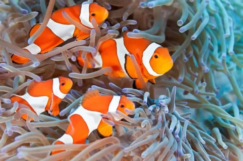 Host Anemones Are Also Under Threat