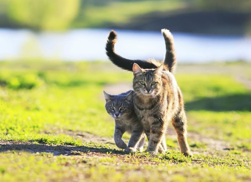 Spaying During Heat Is Complicated