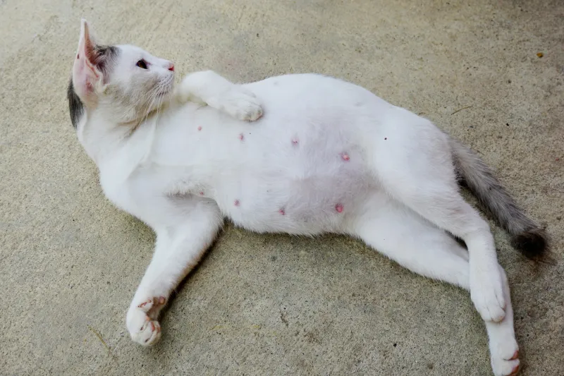 Phantom Pregnancies Can Occur