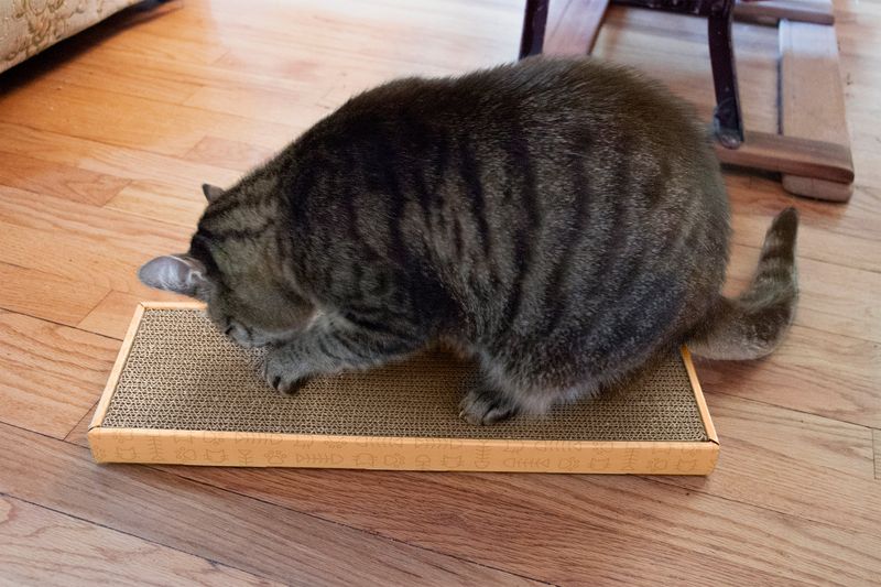 Cardboard Scratcher: Claw Care Station