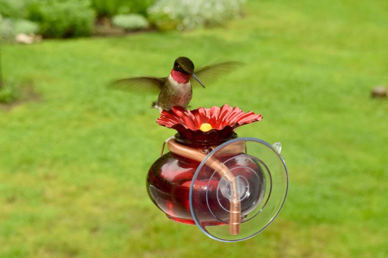 Window-Mounted Birdbath