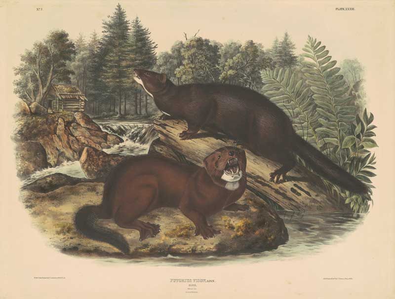 Sea Mink: The Valuable Fur Bearer