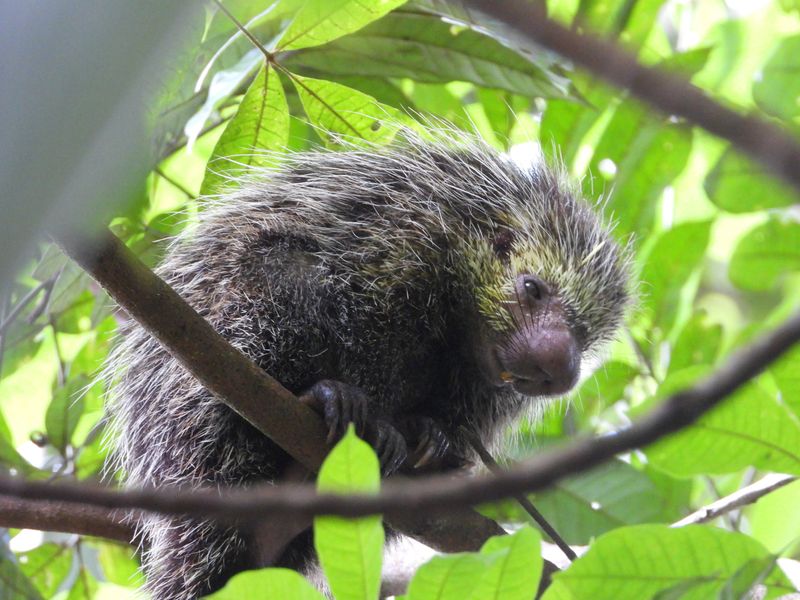 Voss's Dwarf Porcupine