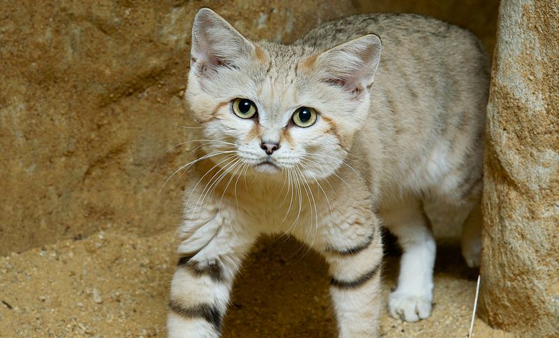 Desert Mirage: The Sand Cat