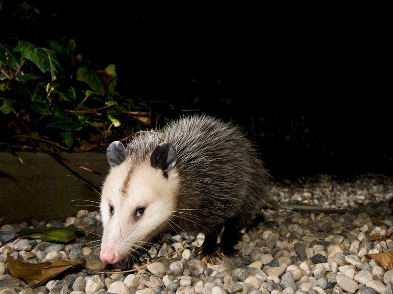 Opossums