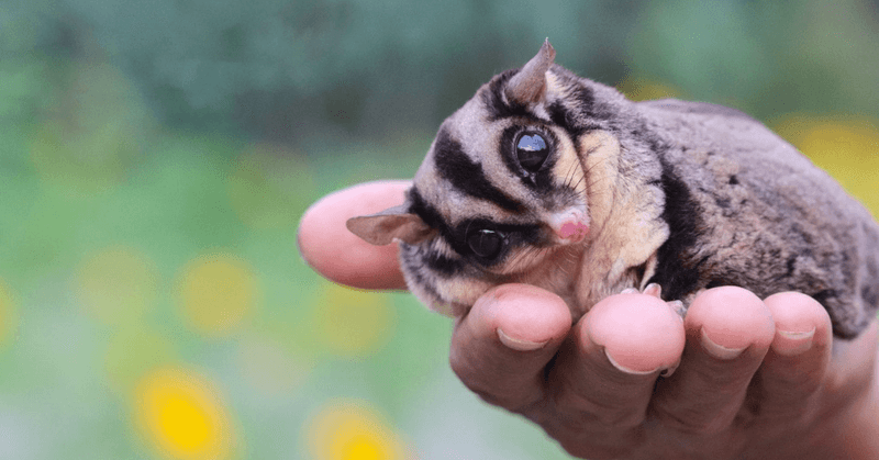 Sugar Gliders – Pocket-Sized Flying Companions