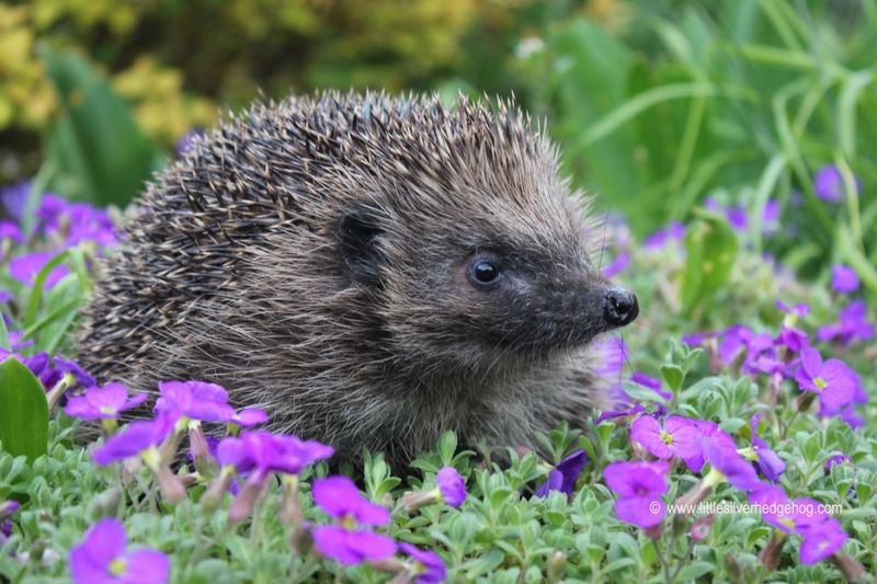 Hedgehogs