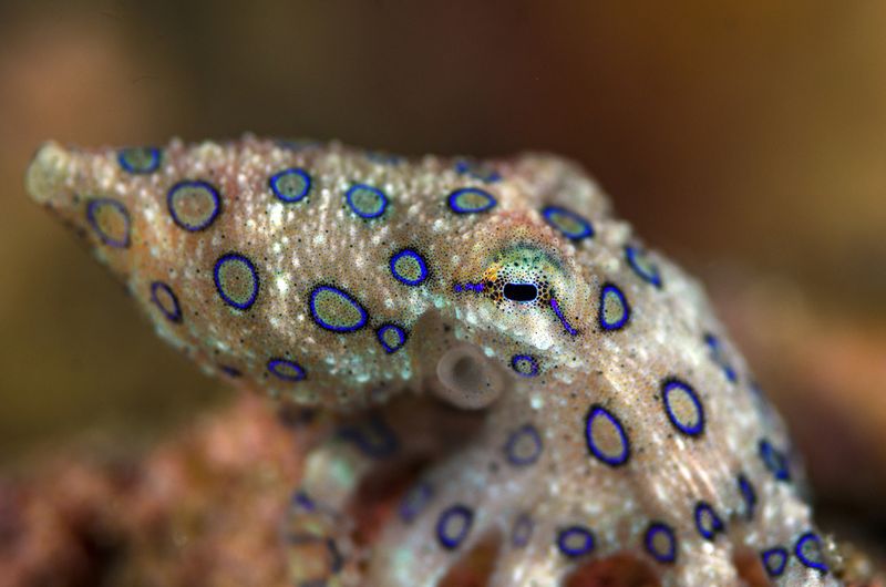 Blue-Ringed Octopus: Tiny Terror Of Tide Pools