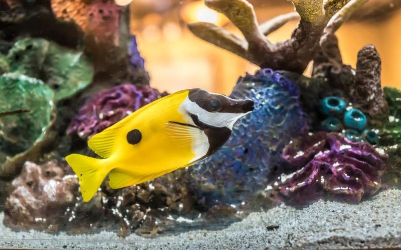 Exotic Fish